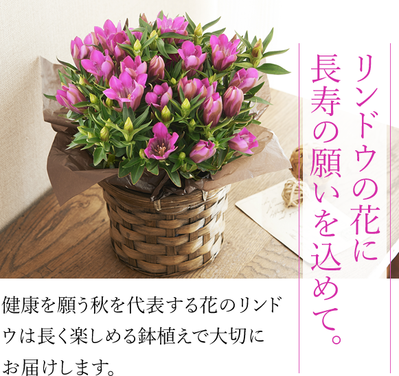 竜胆の花に長寿の願いを込めて